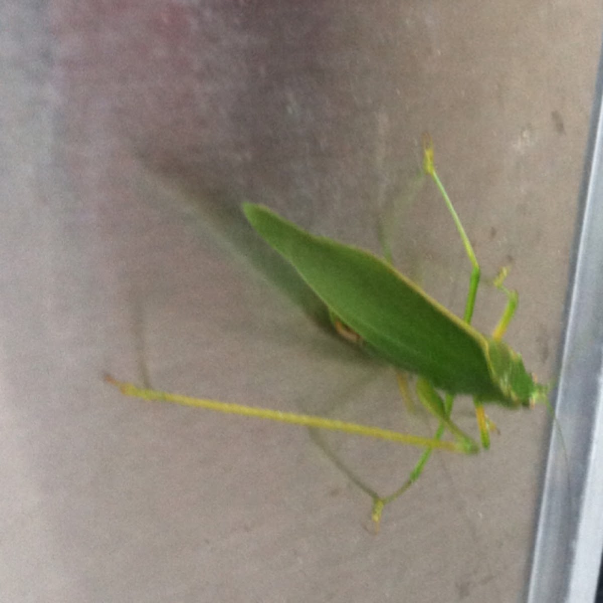 Greater Anglewing Katydid