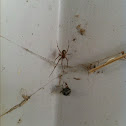 Common House Spider (male)