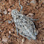 Toad Grasshopper