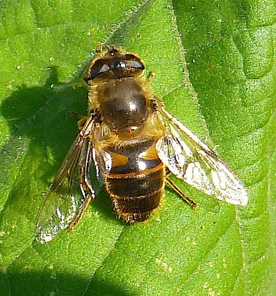 Flower Fly that mimics the Honey Bee Project Noah