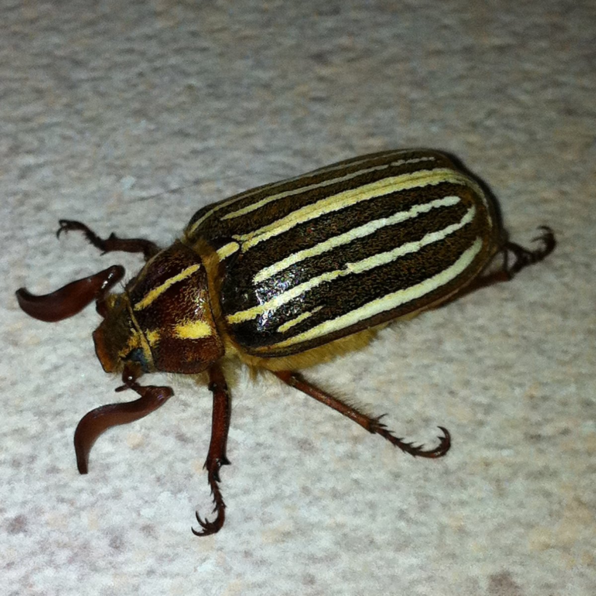ten-lined-june-beetle-also-known-as-watermelon-beetle-project-noah