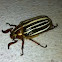 Ten-Lined June Beetle also known as Watermelon beetle