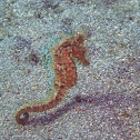 Spiny seahorse