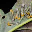 Caliroa cf. cinxia sawfly larvae