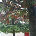 Red Oak