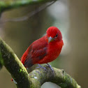 Summer Tanager-Male