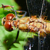 Meadowhawk