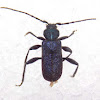 Violet Tanbark Beetle