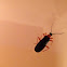 fire-colored beetle
