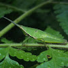 Slant Faced Grasshopper