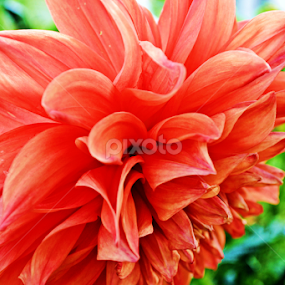 ORANGE by Yako Laverde - Flowers Single Flower