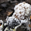 orange mushroom eater- mold