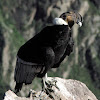 Andean Condor