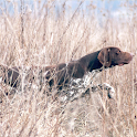 Pointers Dog Wallpapers logo