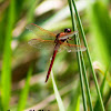 Needham's Skimmer Dragonfly