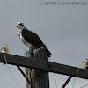 Osprey