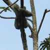 three toed sloth