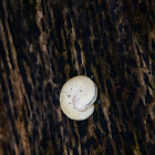 Elm Sawfly Larva