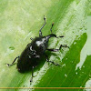 Gorgulho negro (Black weevil)