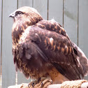 Red-tailed Hawk