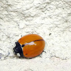 California Beetle