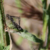 Bee Fly