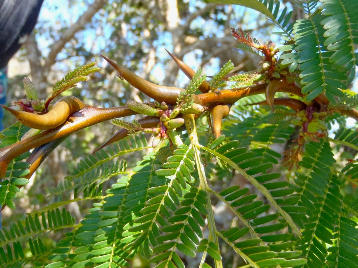 Bullhorn Swollen Thorn Acacia