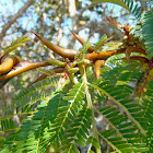Bullhorn Swollen Thorn Acacia