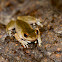Common Mistfrog