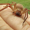 Badge huntsman spider