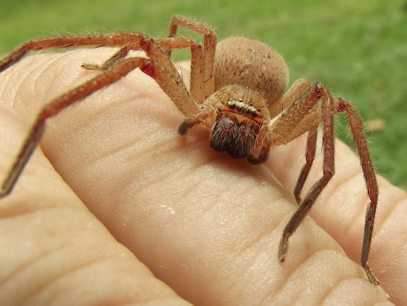 Badge Huntsman Spider Project Noah