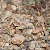 Desert Horned Lizard