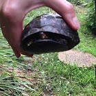 Eastern Box Turtle