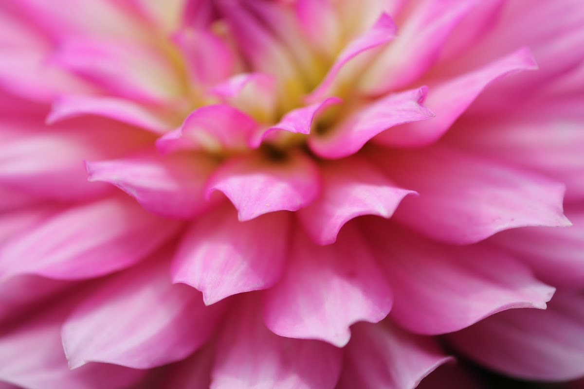 pink dahlia