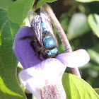 Mason Bee