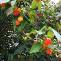 Pitanga - brazilian cherry