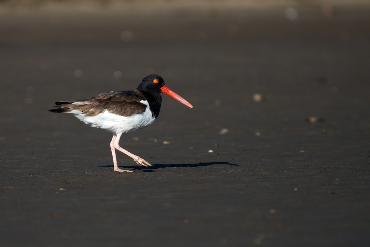 American Pied Oystercatcher
