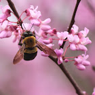 Bumble Bee on Red Bud