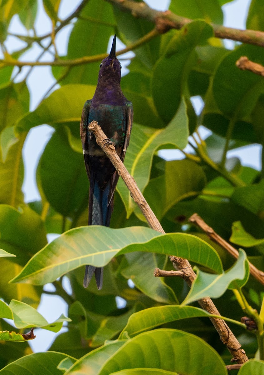 Beija-flor-tesoura(Swallow-tailed Hummingbird)