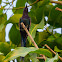 Beija-flor-tesoura(Swallow-tailed Hummingbird)