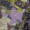 Ochre Sea Stars (one with small crab)