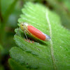Sharpshooter leafhopper