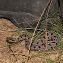 Western pygmy rattlesnake