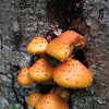 Wood Inhabiting Gilled Mushroom