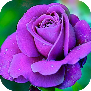 Violet Rose Live Wallpaper.apk 1.1.1