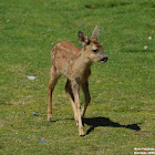 Roe Deer