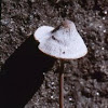 Mycena cf galericulata (2 of 2)