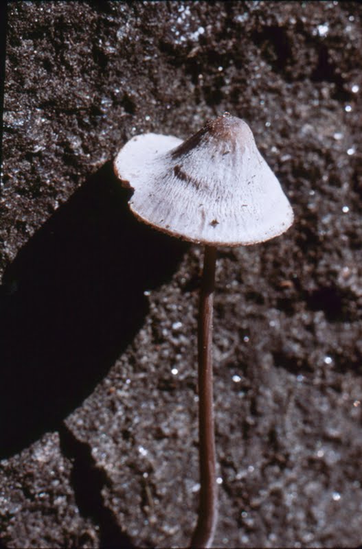 Mycena cf galericulata (2 of 2)