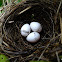 Golden-breasted Bunting eggs