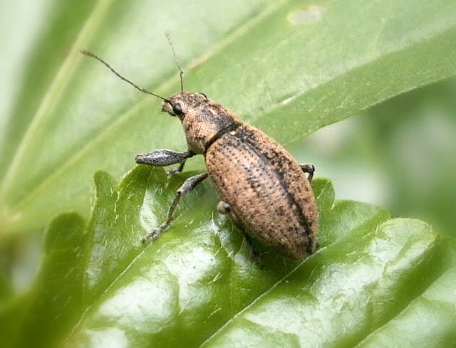 Short snouted weevil.